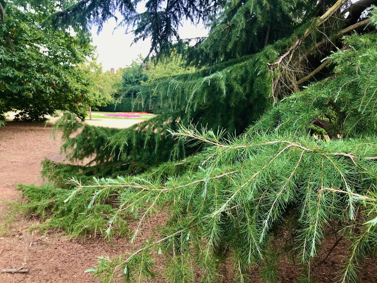 Calming fir tree branches