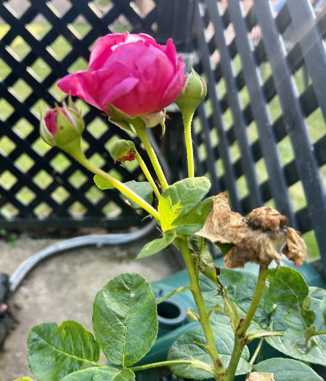 A pink rose flowering against the black trellis