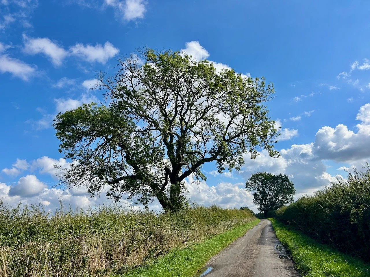Looking down Moor Lane with a tree on the left, and in the distance one on the right too