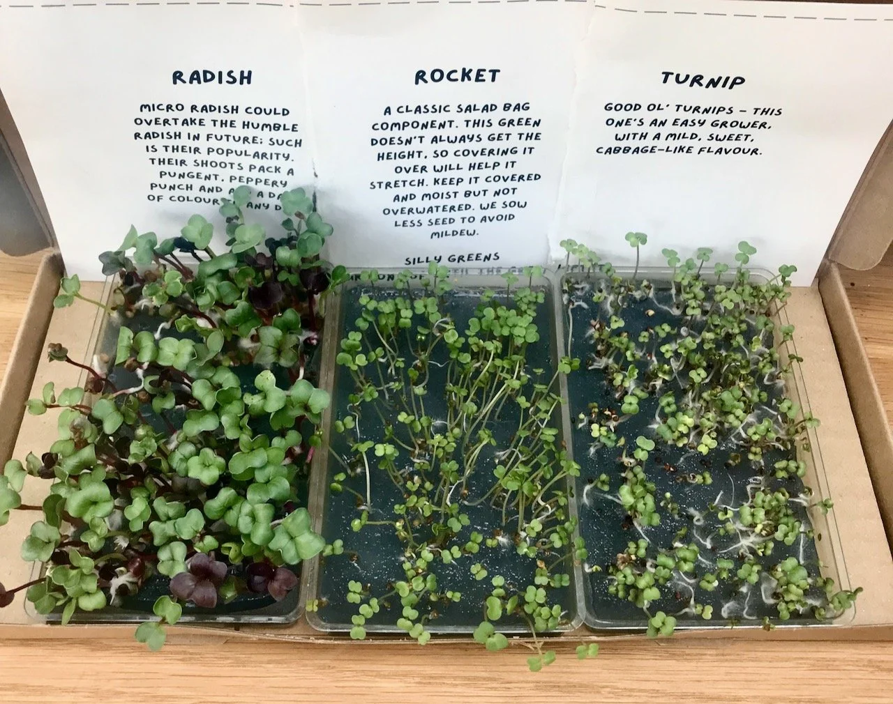 radish, rocket and turnip seeds growing in the jelly
