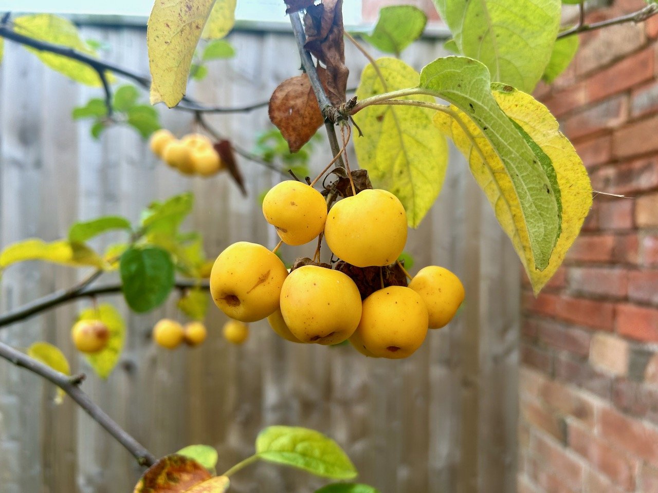 A bunch of mostly yellow 'cherry like' crab apples with autumn leaves above
