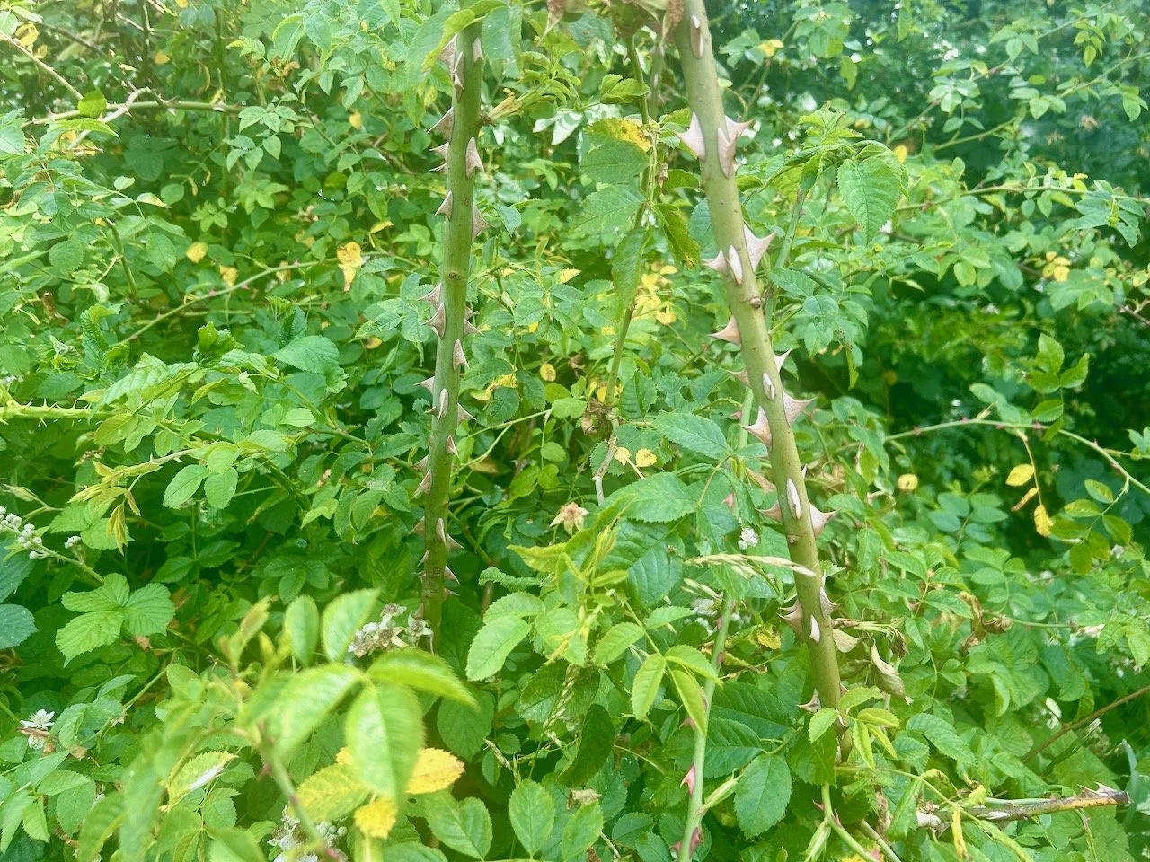 LOOK AT THE LARGE THORNS ON THE ROSE STEM!