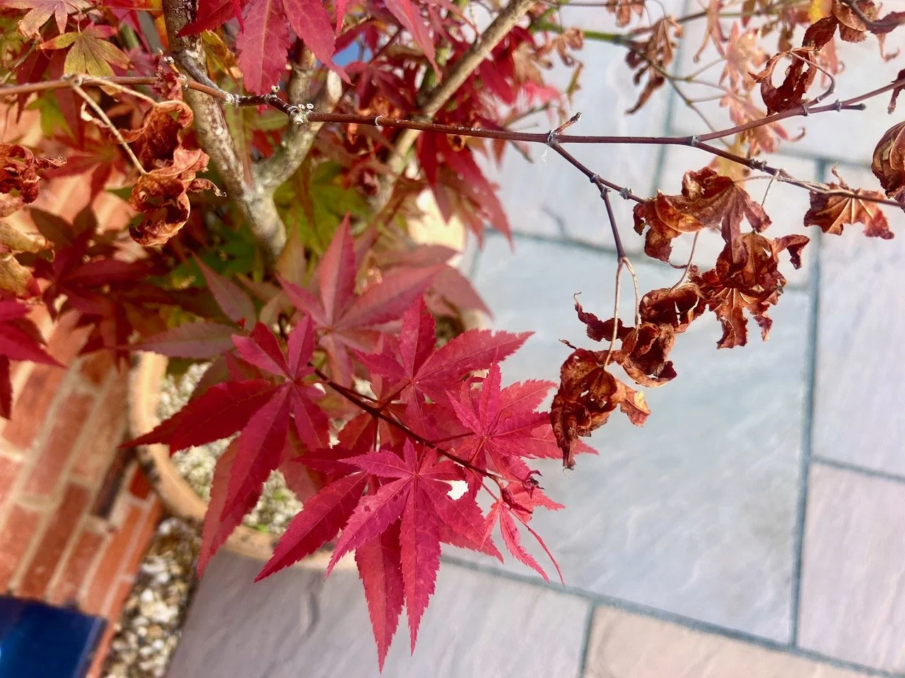 The acer with fresh new growth and crispy leaves