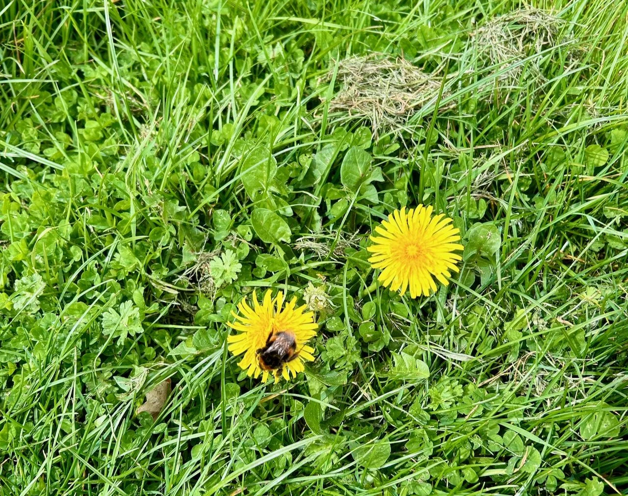 A bee taking a rest and refuelling on a dandelion flower