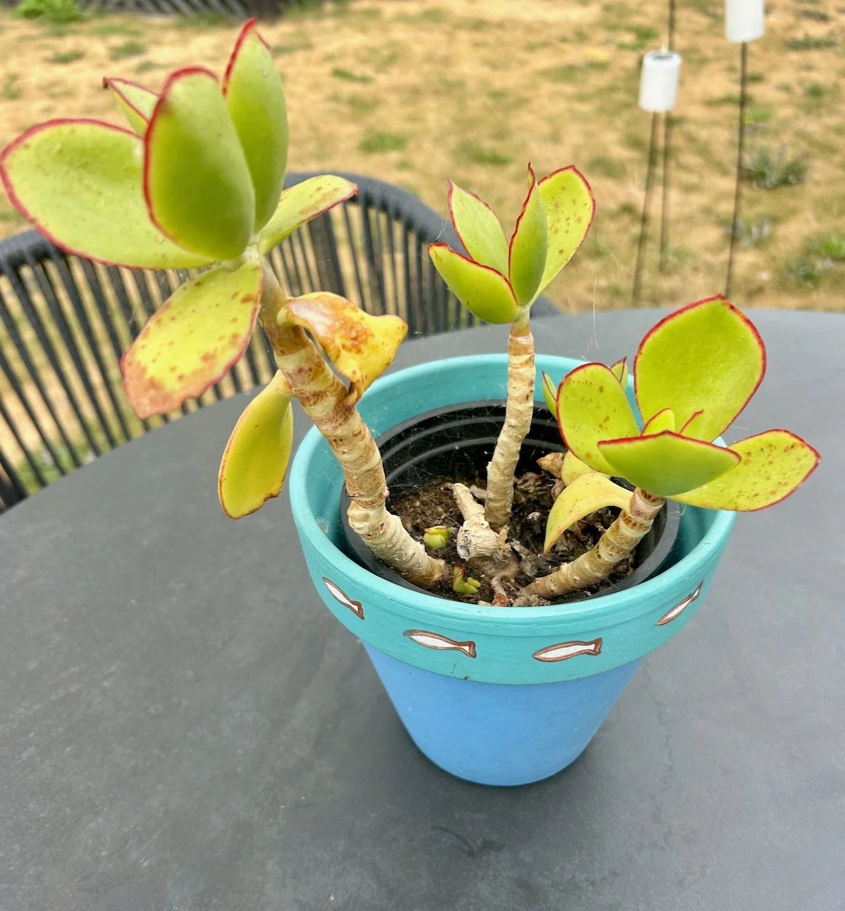 The indoor plant moved outside to enjoy the summer