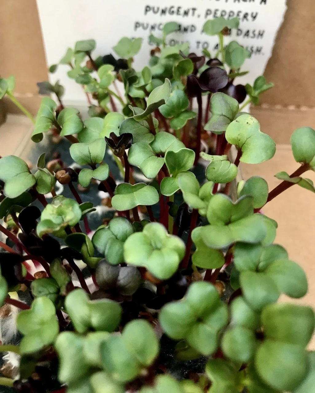 A close up of the radish micro greens