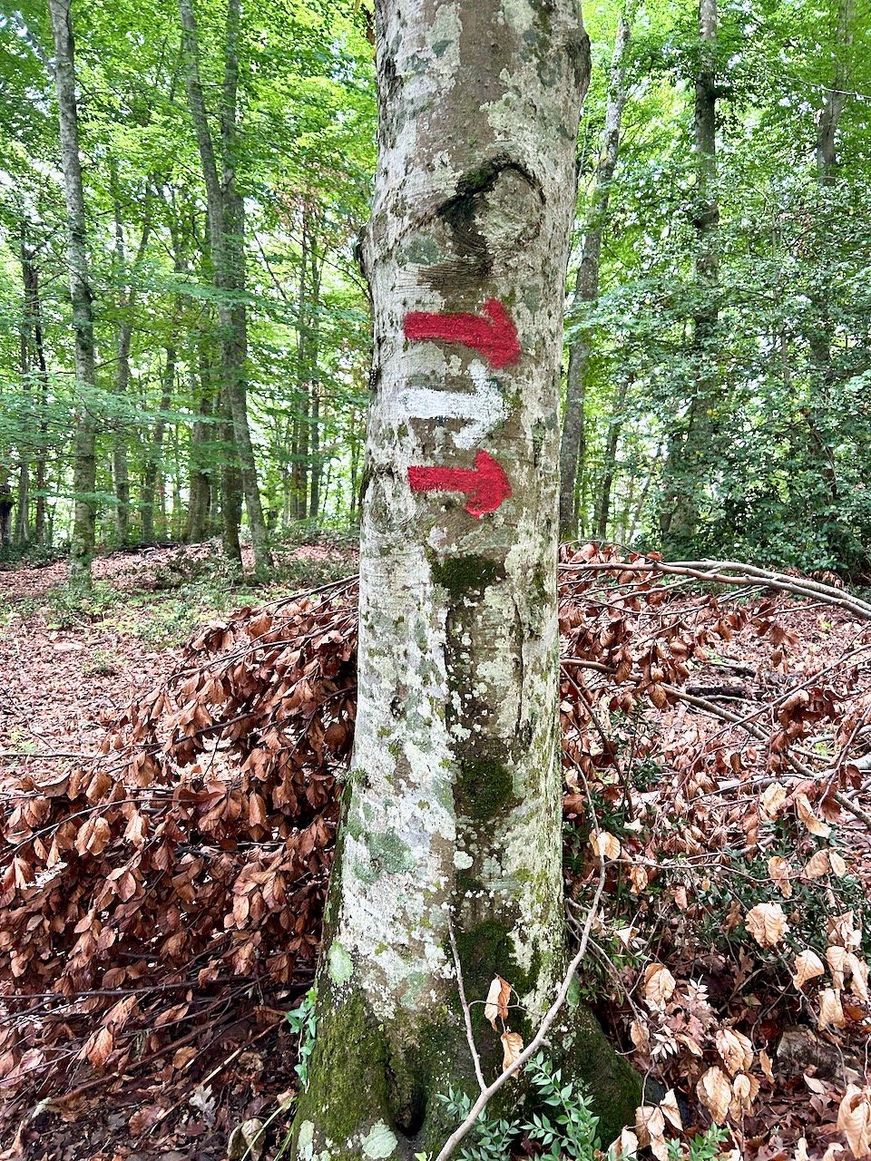 red and white waymarking arrows painted onto a tree trunk - thankfully all pointing the same way