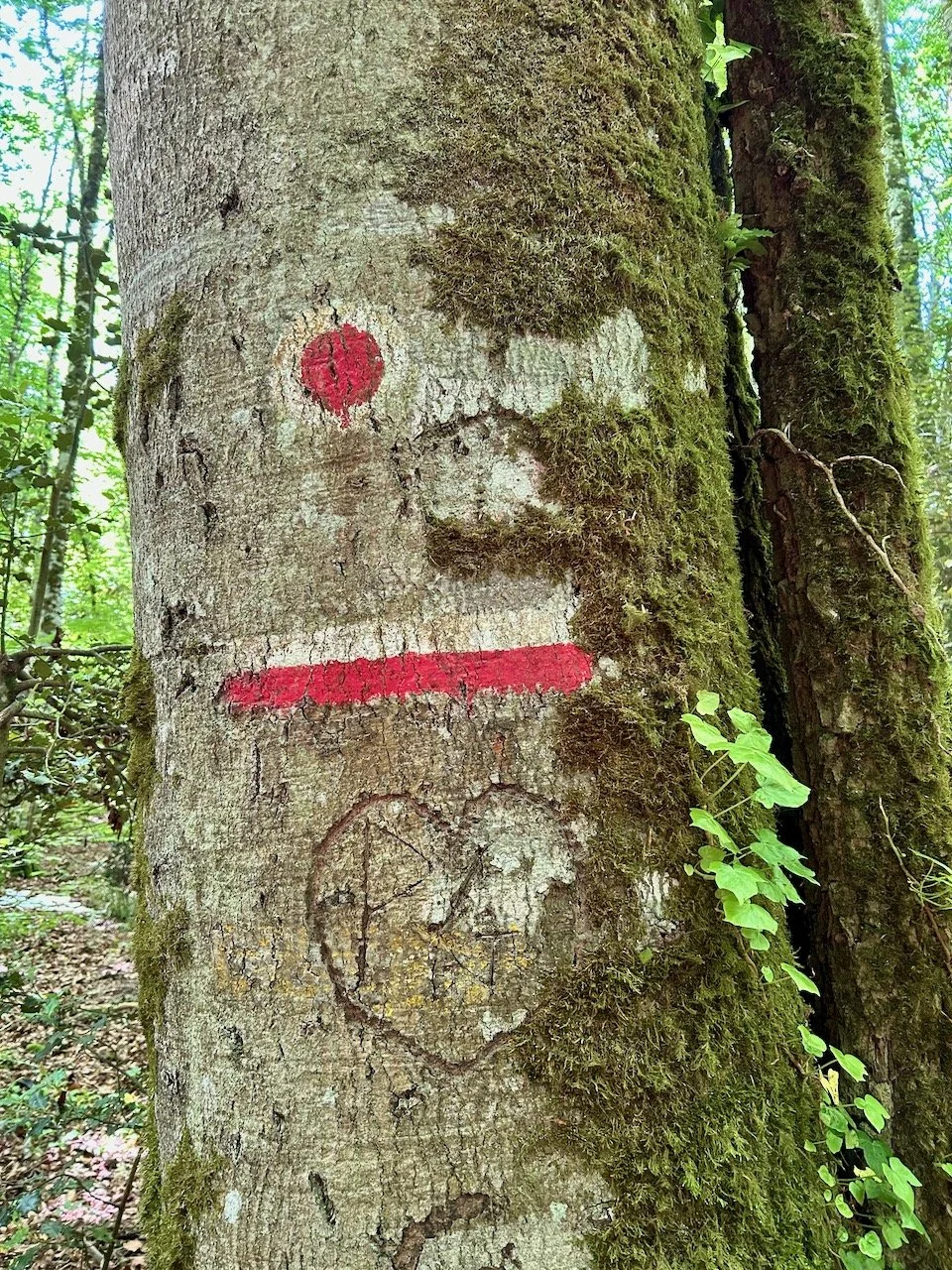 Another tree marking - top a red dot circled in white, but with the tree markings looks like a fish to me, beneath it is the white/red dash marking, and a large heart carved into the tree's trunk