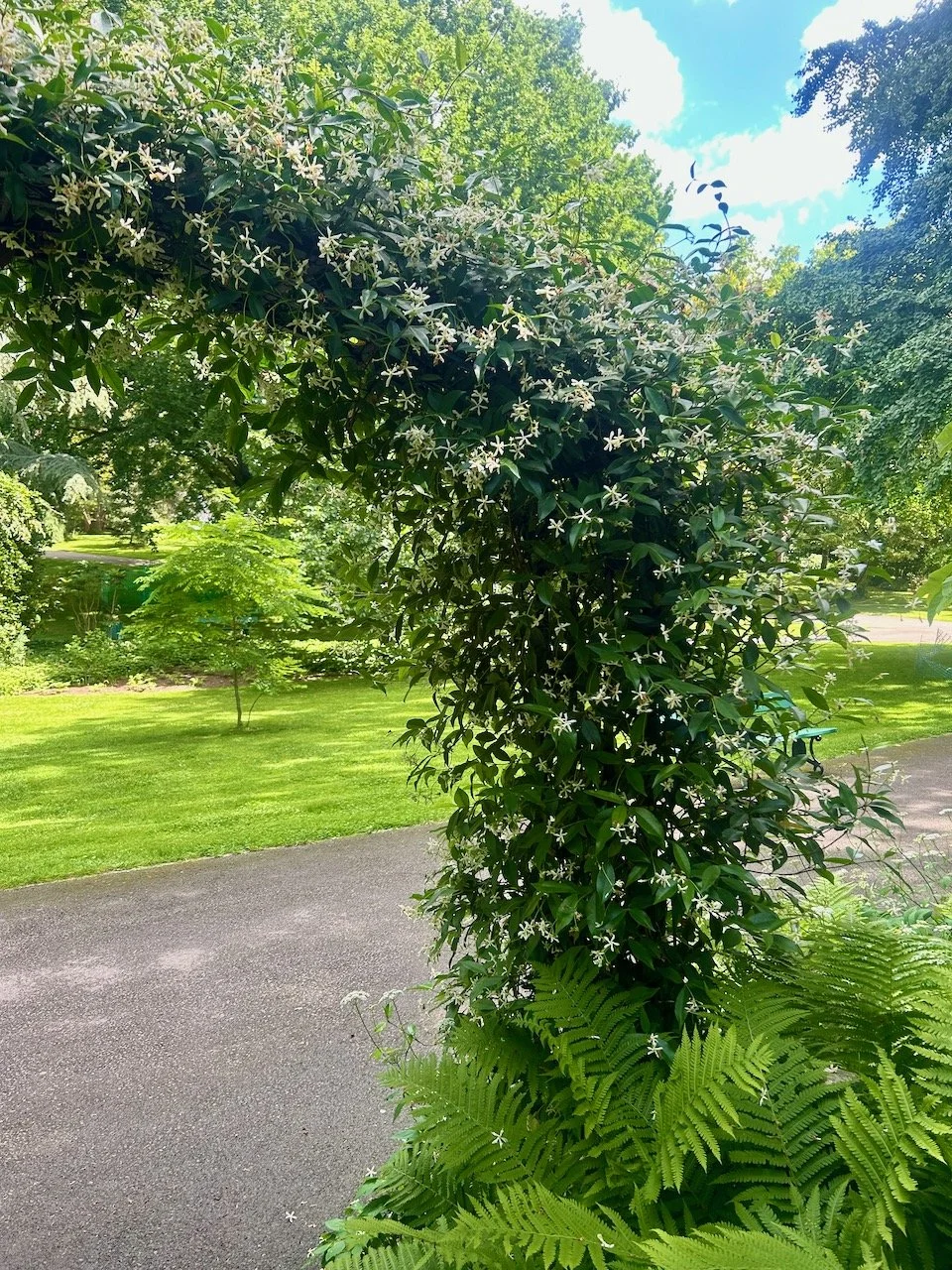 the jasmine arch in flower (and scent)