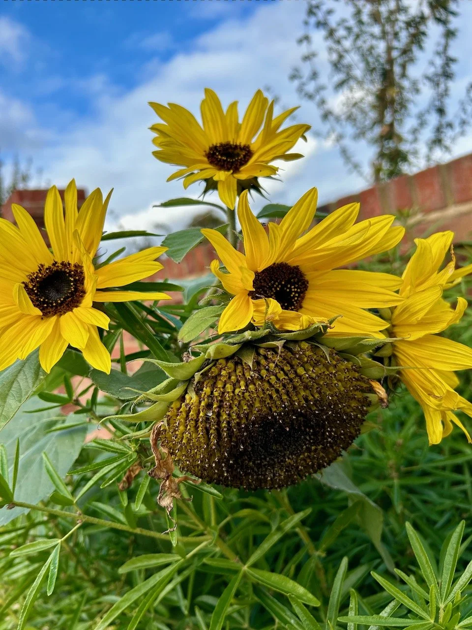 sunflowers and a sunflower seed head