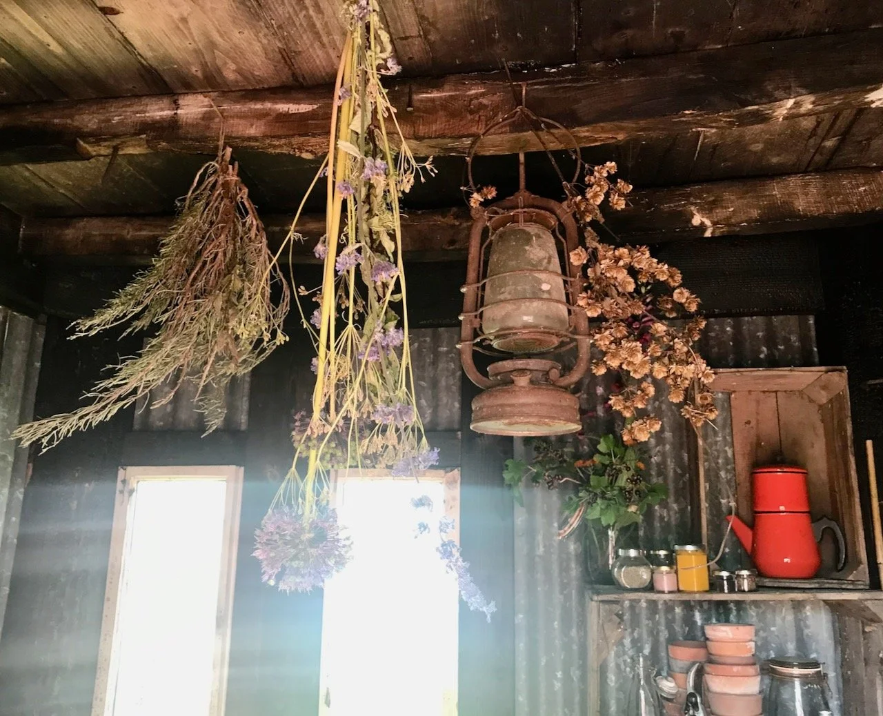 herbs and flowers hanging from the make do shed's ceiling along with an oil light