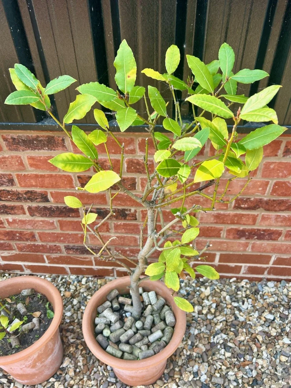 Last month this bay tree was the worst off with yellow leaves - it's made a remarkable come back