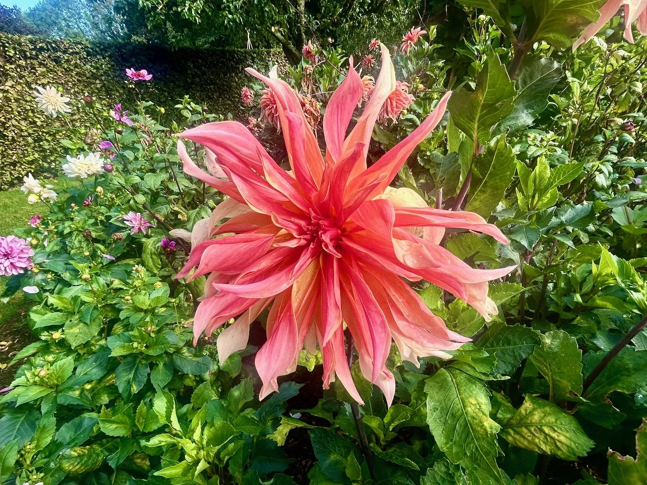 A flowering dahlia as big as your head (almost)