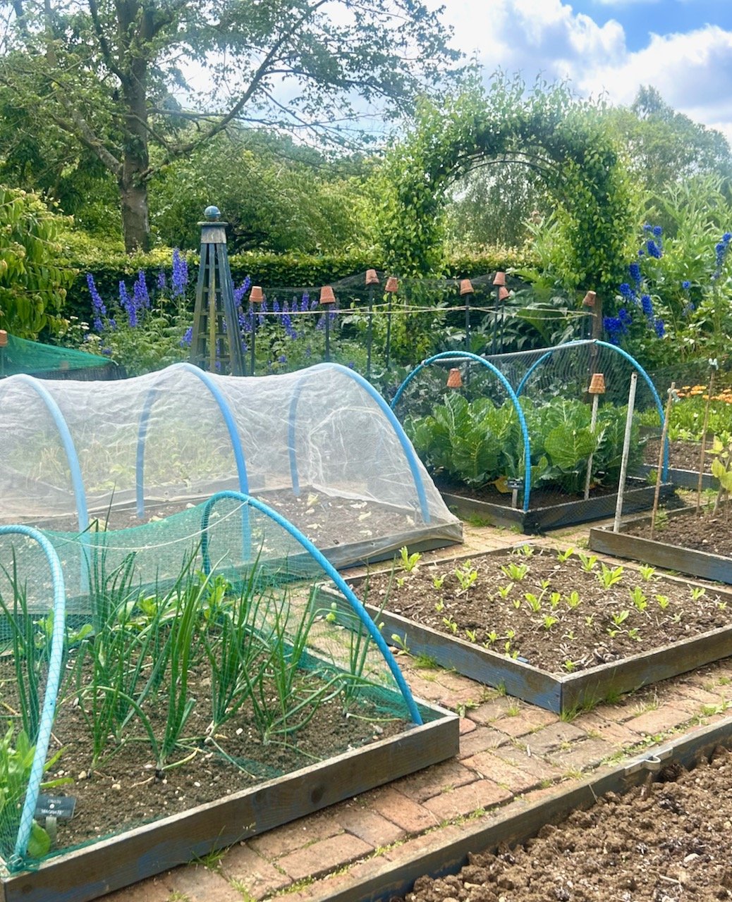 The veg beds with hoops and netting  in the Parterre garden