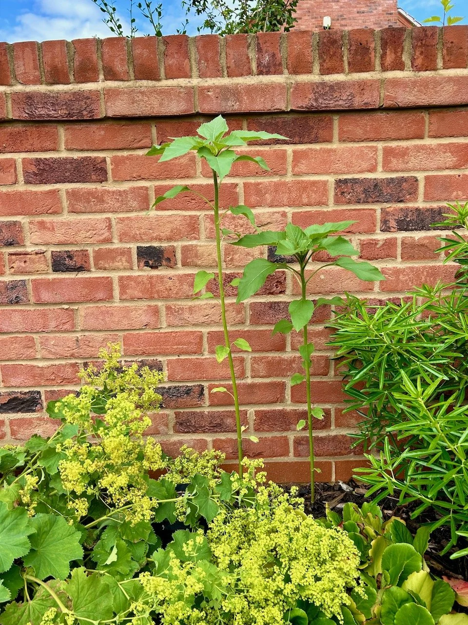 A height check on the sunflowers - getting closer to the ledge on the brick wall