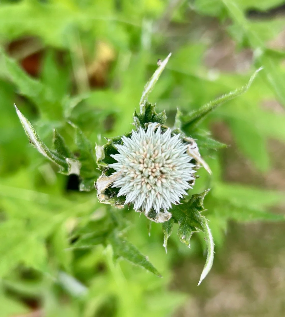 waiting for my sea holly to flower