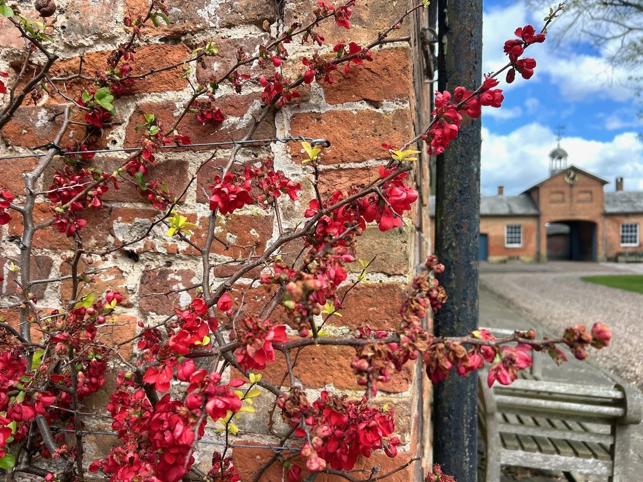 An ornamental quince growing against a brick wall