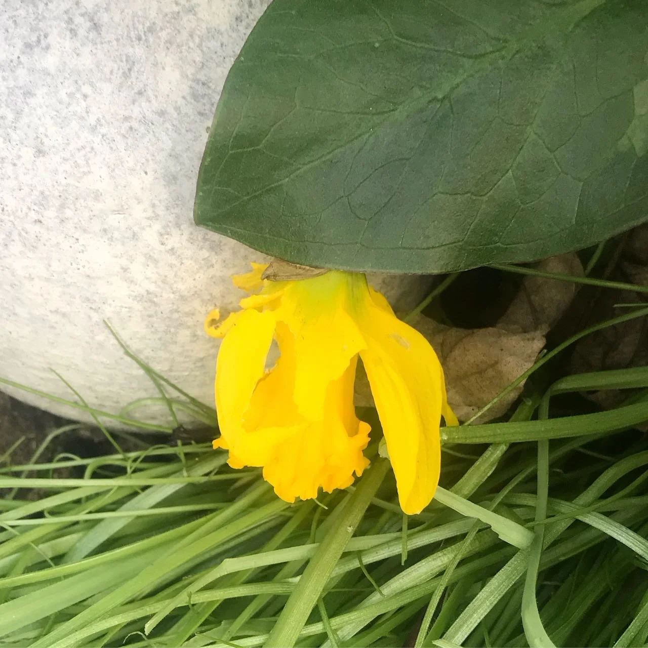 A less upright daffodil in full bloom peeking out around other leaf growth