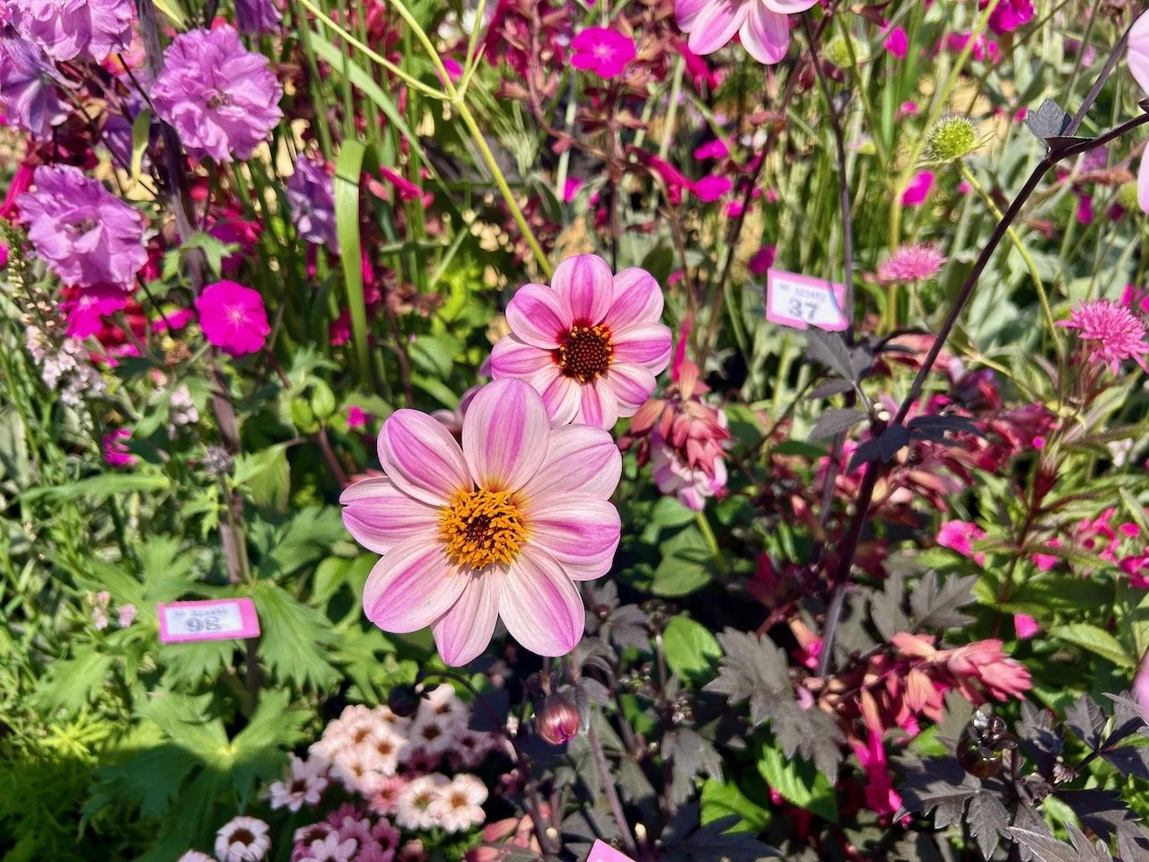 Candy striped dahlias and pink edged raffle tickets in Think, all things pink - Gardeners' World Live 2025