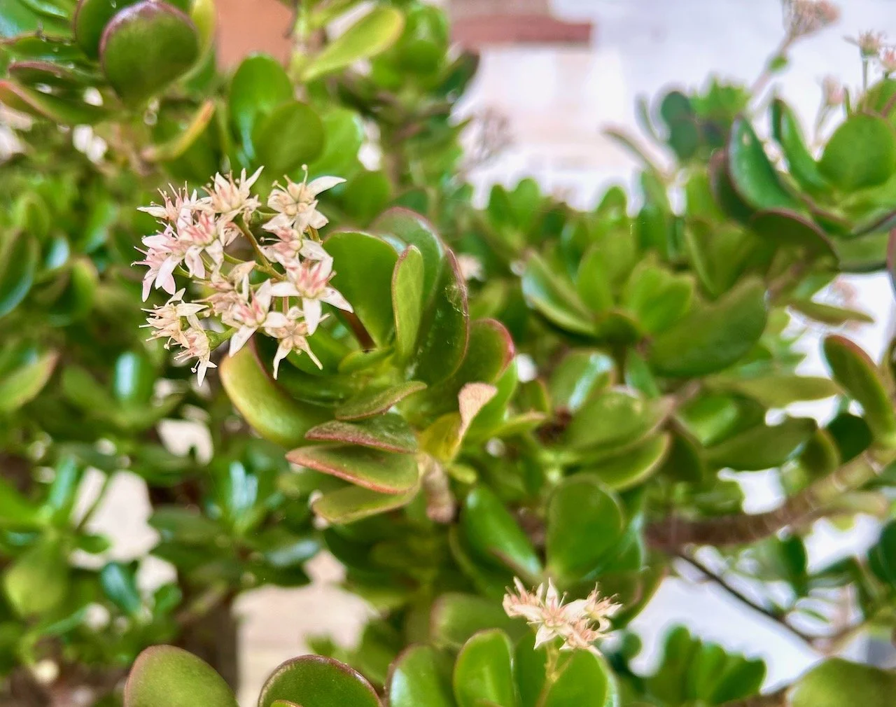 delicate flowers on the money tree