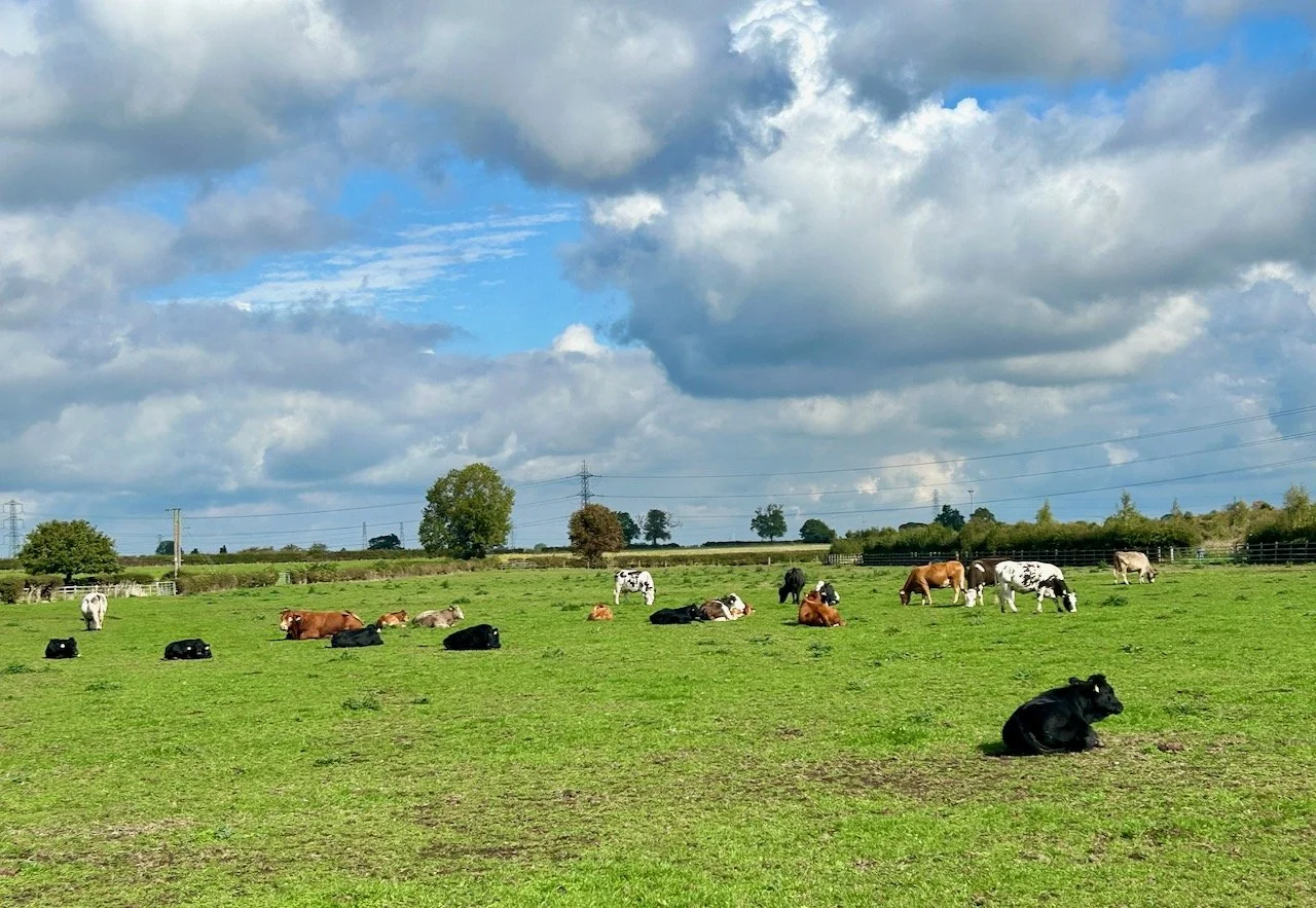 A field of cows, most sitting down