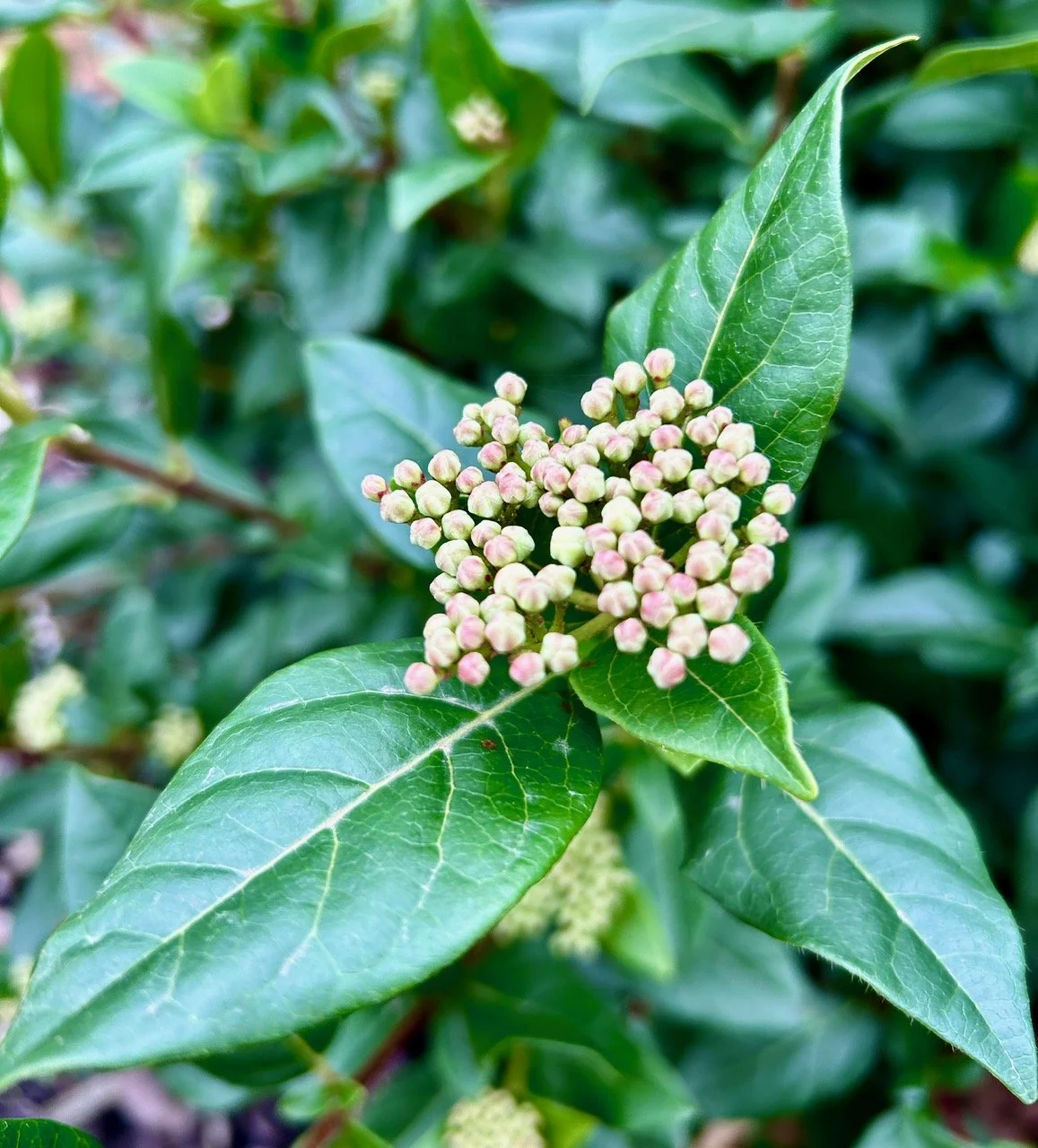 small pale pink & green dot like buds appearing on one of the bushes (not sure what it is yet)