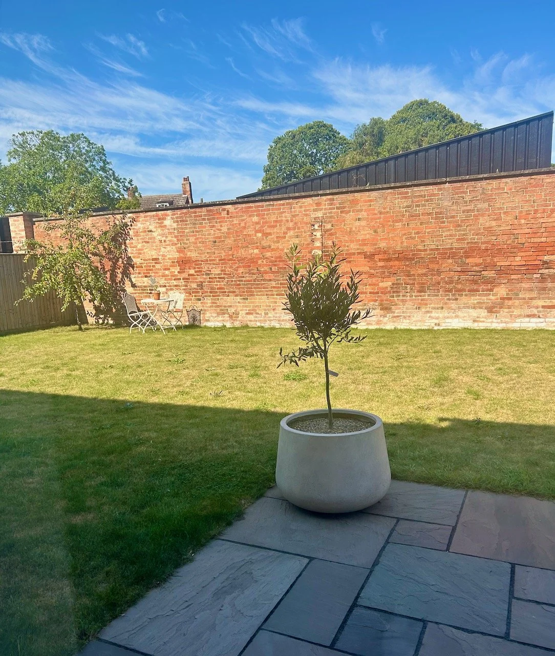 The olive tree in its pot also viewed from inside