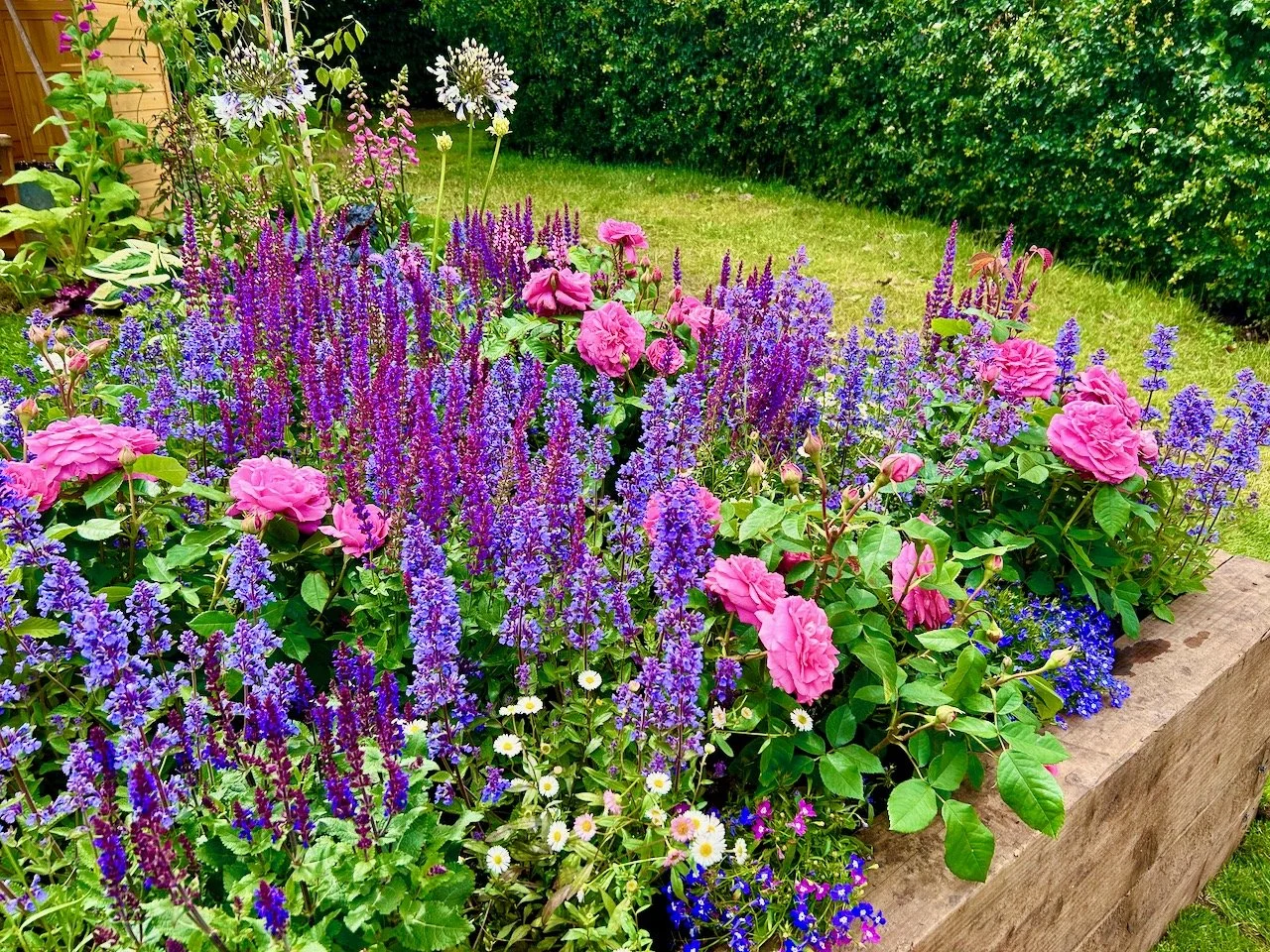 One of the raised borders filled with flowers such as pink roses and other purple flowers