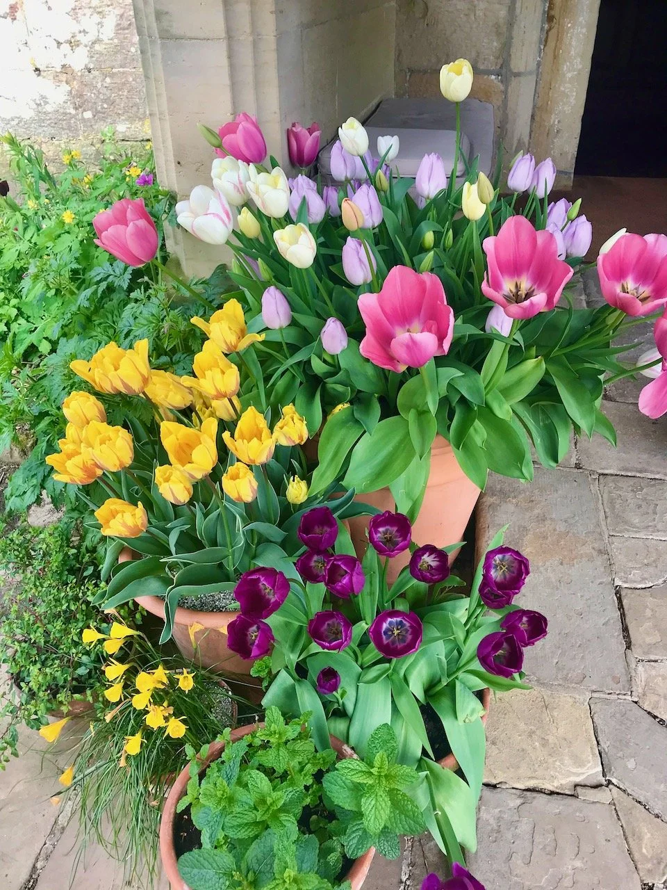 colourful pots of tulips outside the stone porch