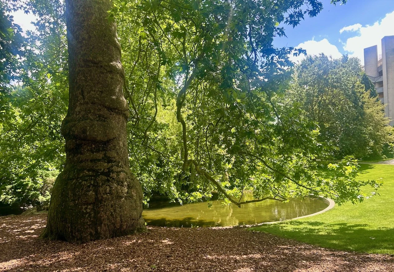 A large bulbous tree trunk with the lake behind and lawn to the right