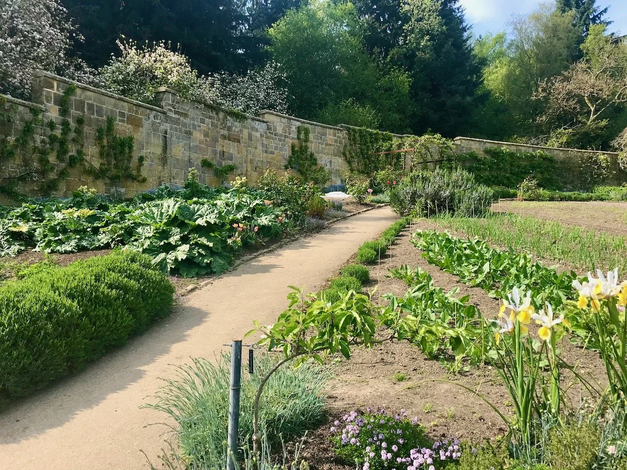 Looking up the outer path with rhubarb on the left, small apple trees in the foreground and herbs edging the path