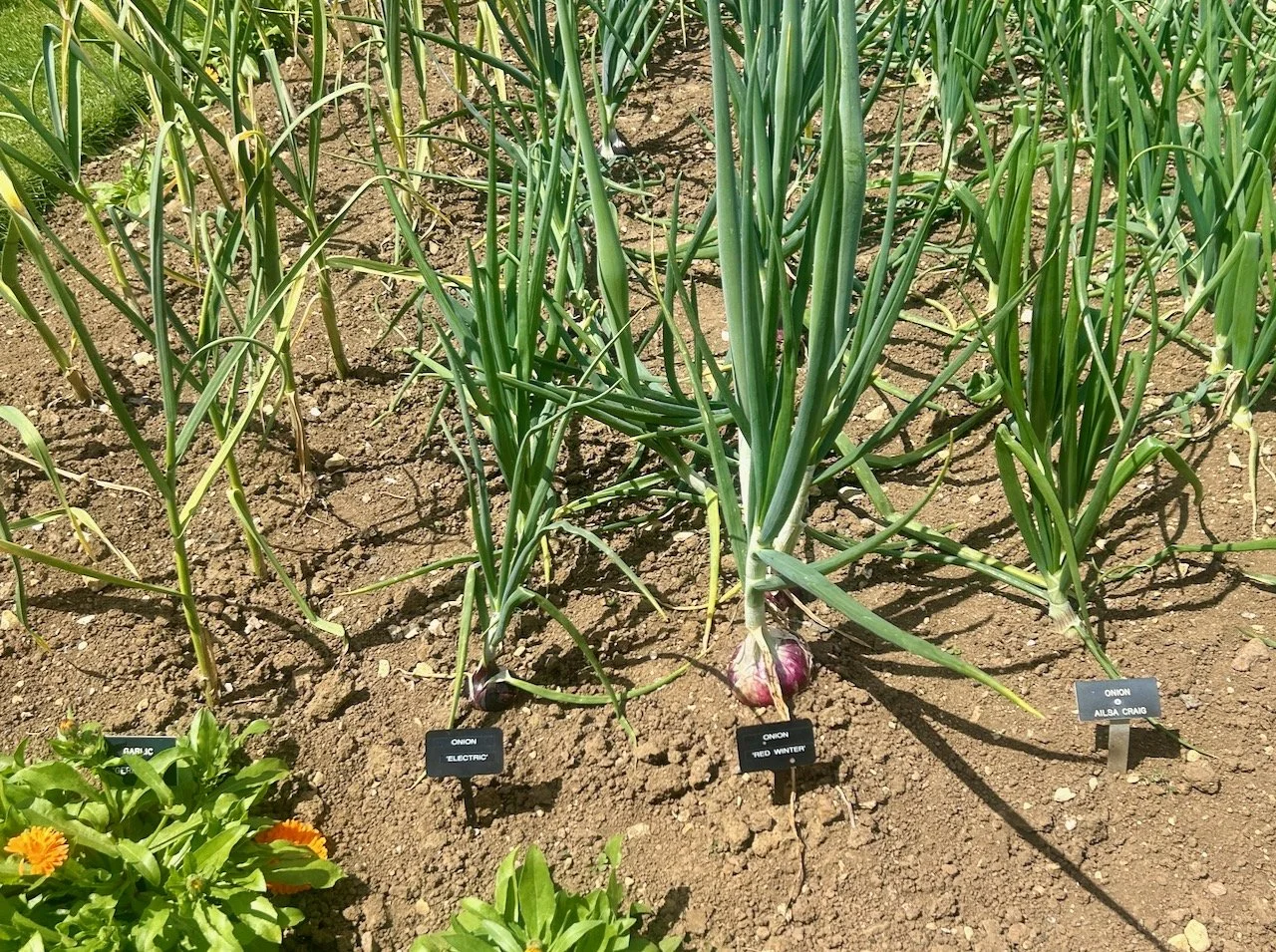 rows of labelled onions  in the allotment