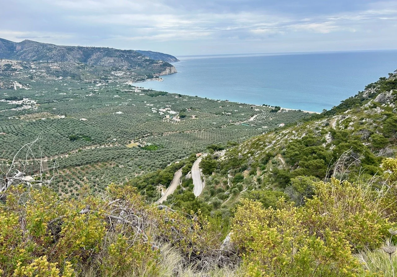Looking down across the bay to the winding road beneath and the grid planted olives below