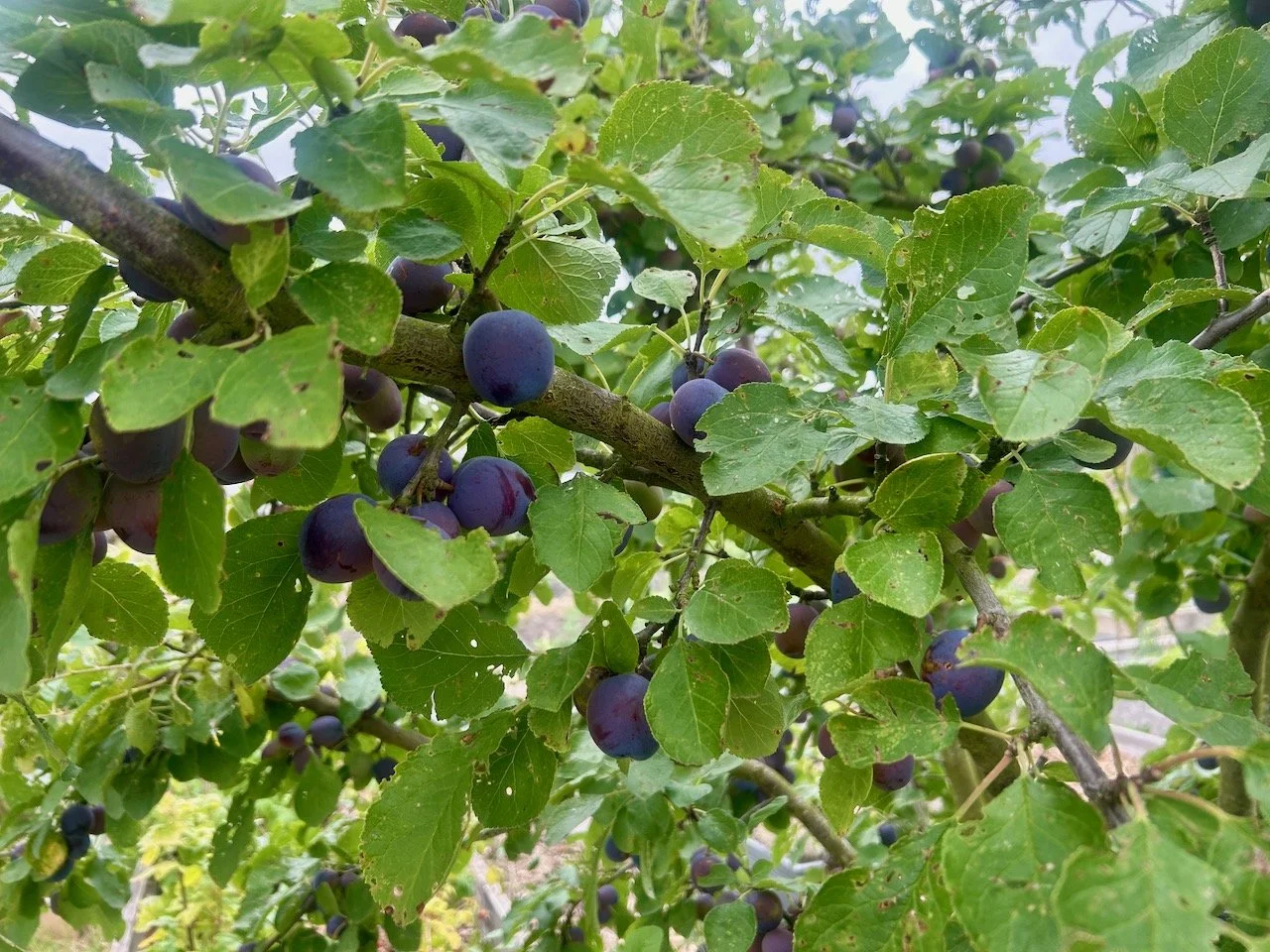 Plums ripening on the branch nicely