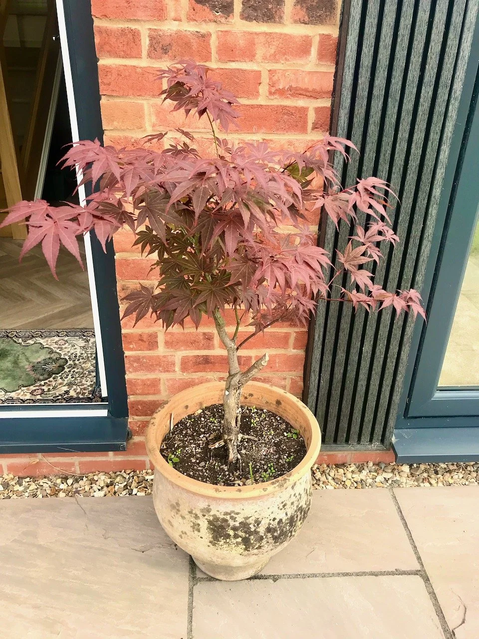 The potted acer has a new home outside the back (front) door