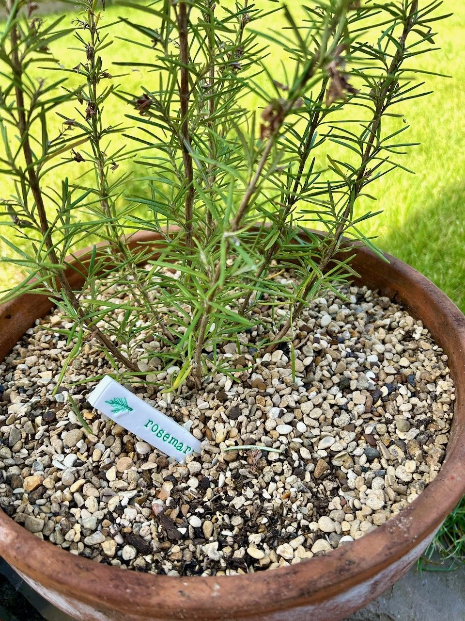 The rosemary label in a pot with the rosemary (only part shown)
