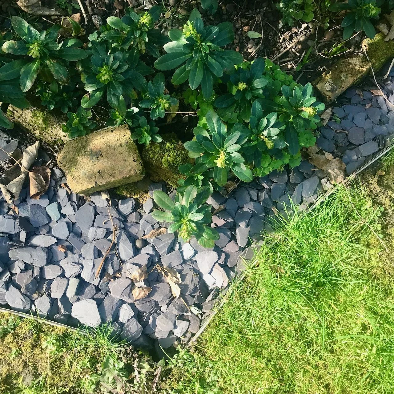 The euphorbias are readying their lime green colour and looking good against the slate and grass circles