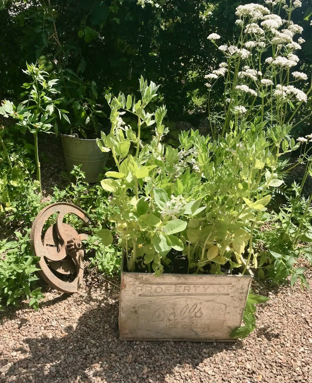 broad beans in a metal 'walls ice cream' container with a discarded iron wheel on one side