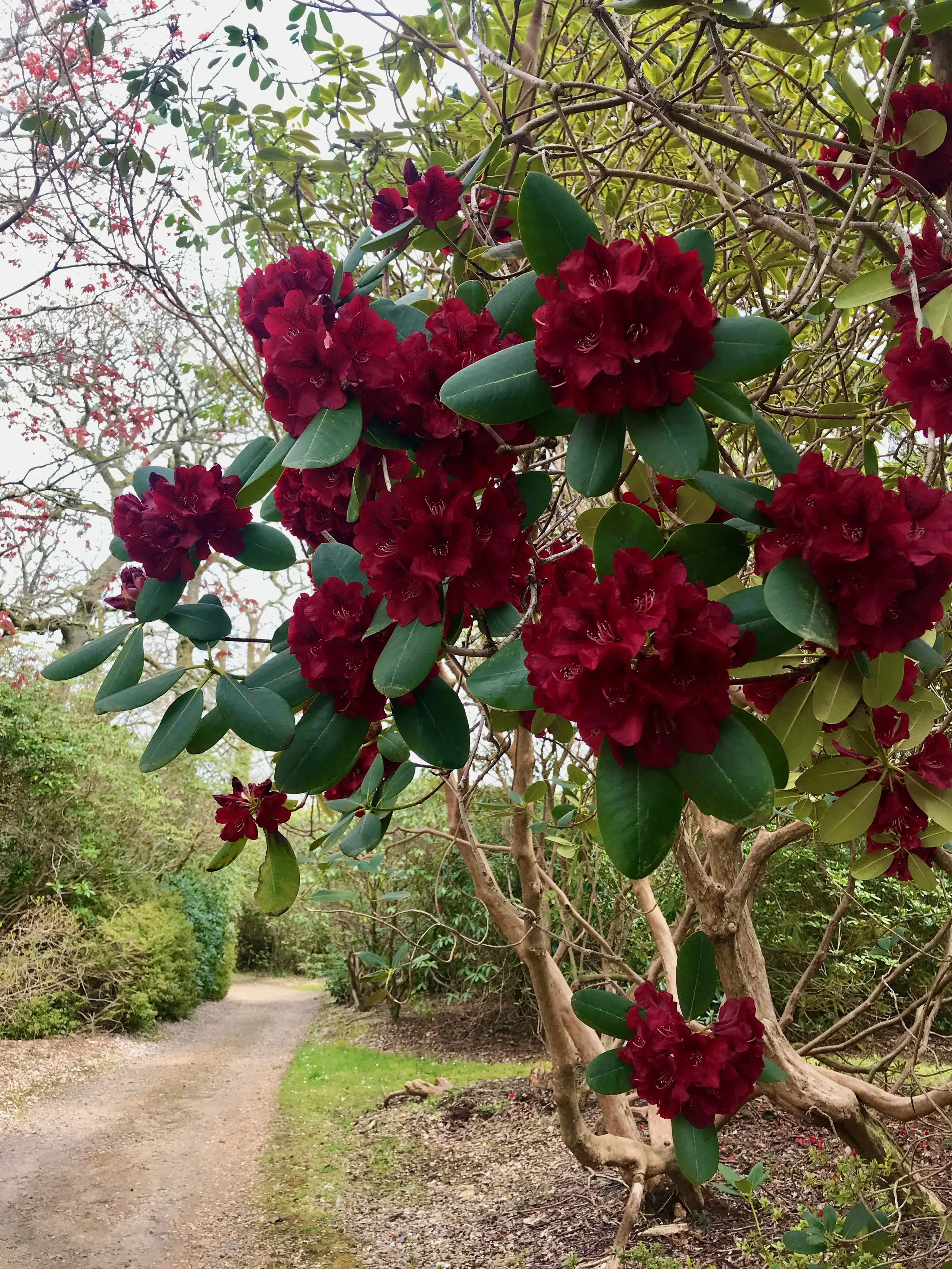 The deepest crimson rhododendron I think I've ever seen - just beautiful