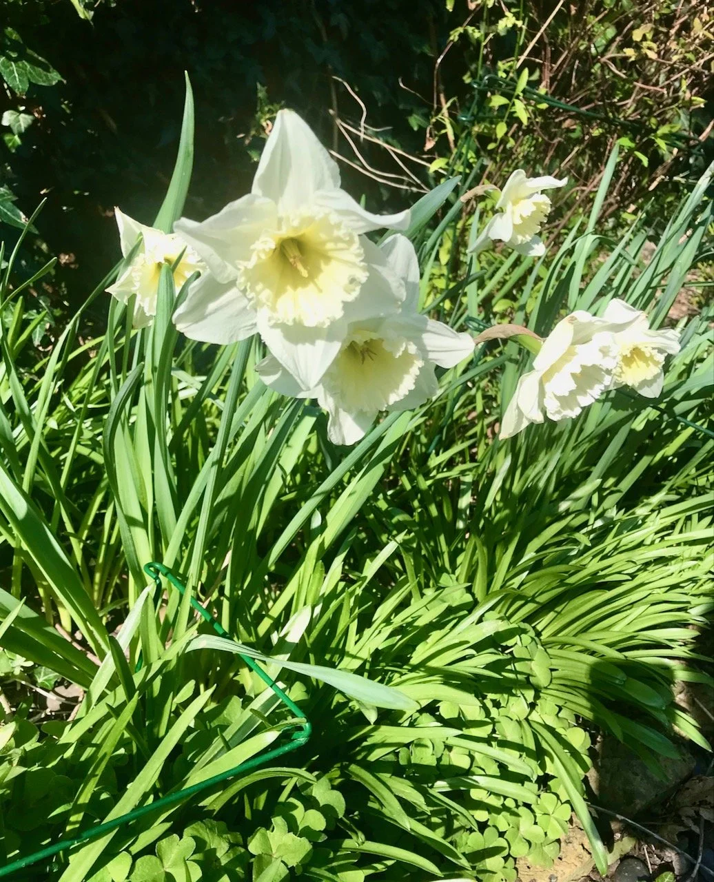 pale yellow daffodils