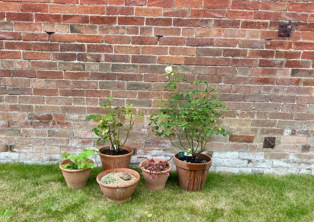 Two roses, geraniums and two succulents trying a new spot in front of the original brick wall