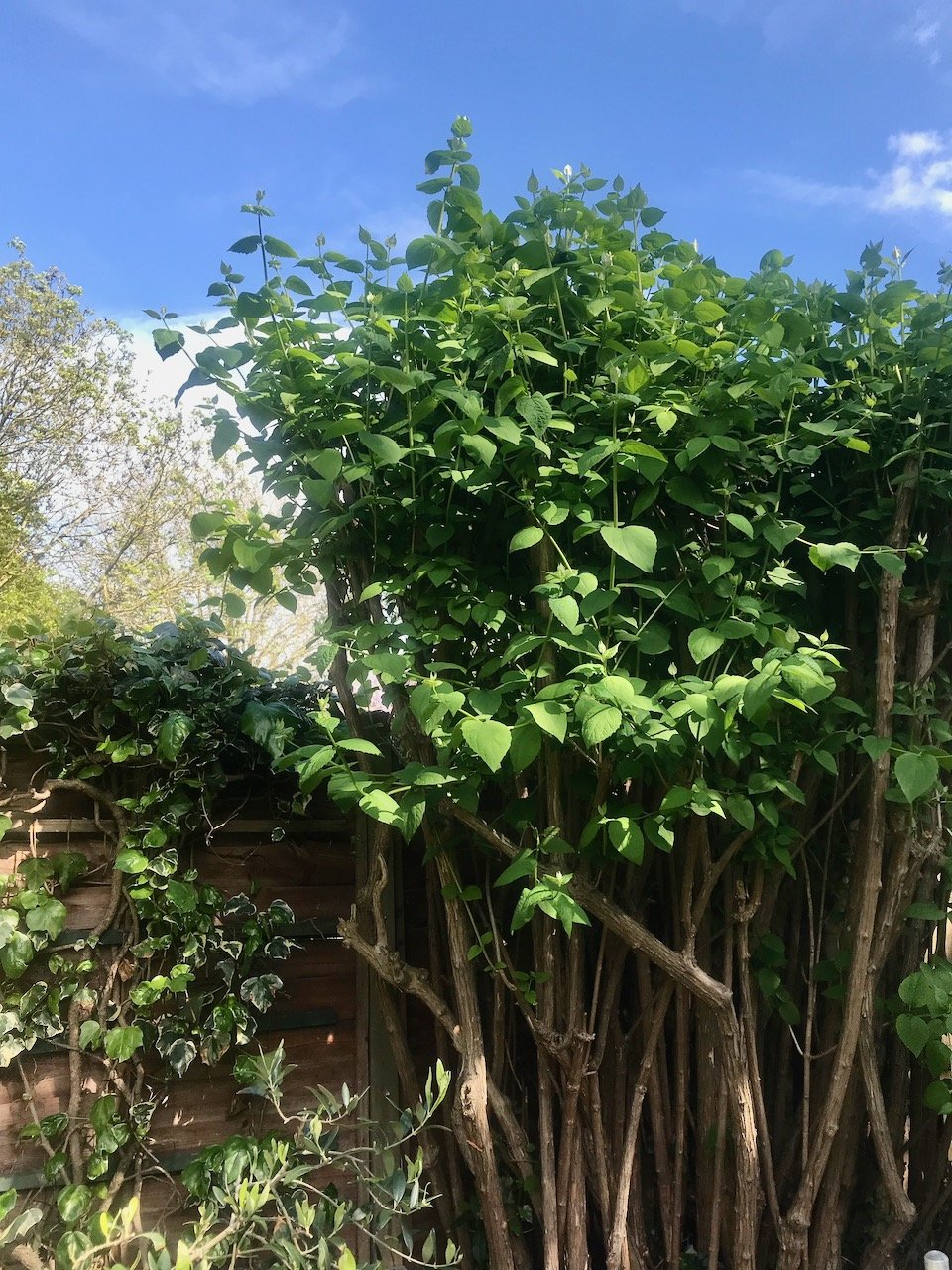 The top of the mock orange is now covered in new growth
