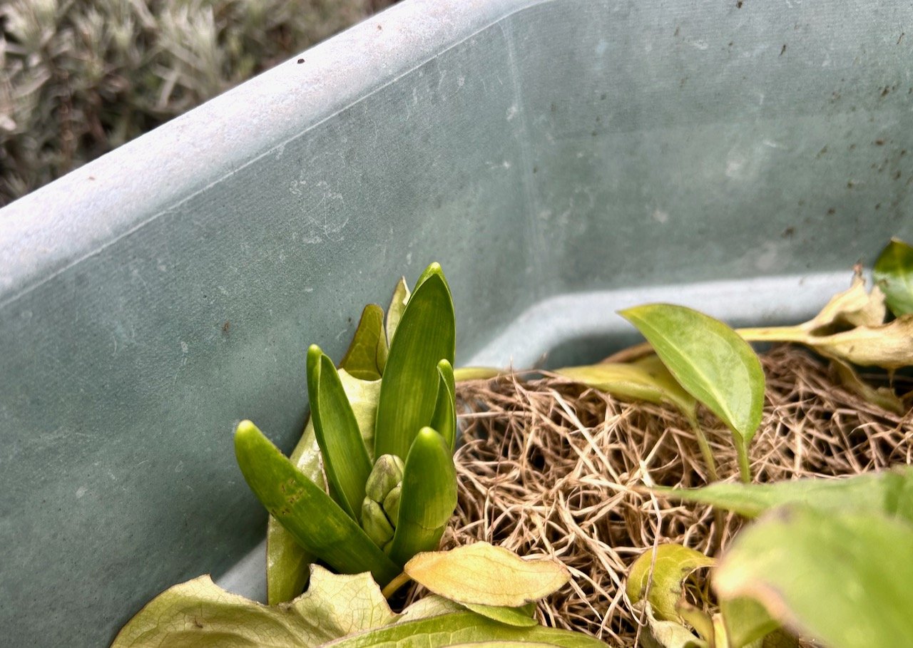 A hyacinth bulb pushing its way up