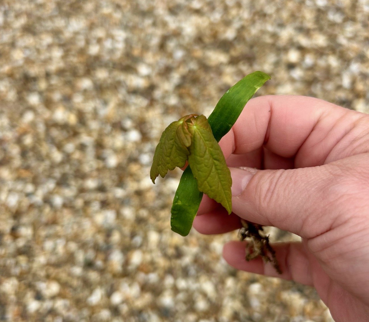 one of the many tree seedlings I've pulled from our gravel drive