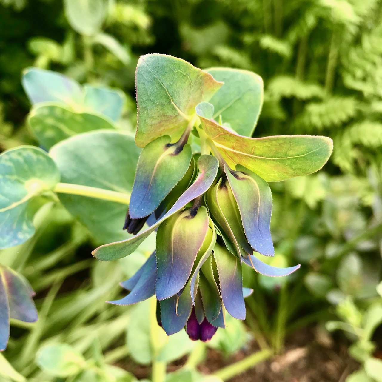 similarly purple tipped 'leaves' forming around a deep magenta flower (obscured)