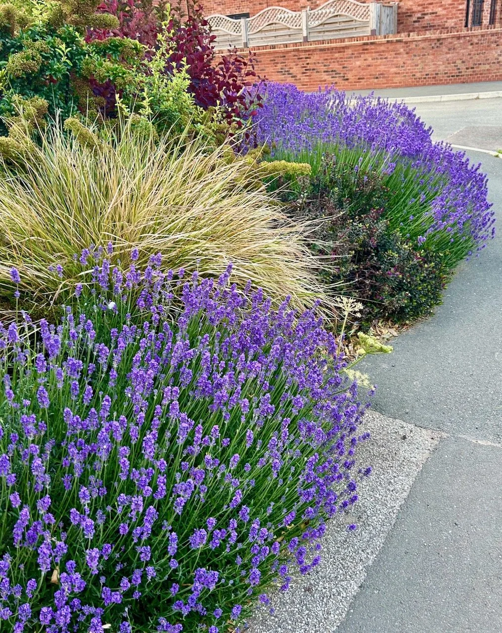 lavender and grasses in full swing in the front border