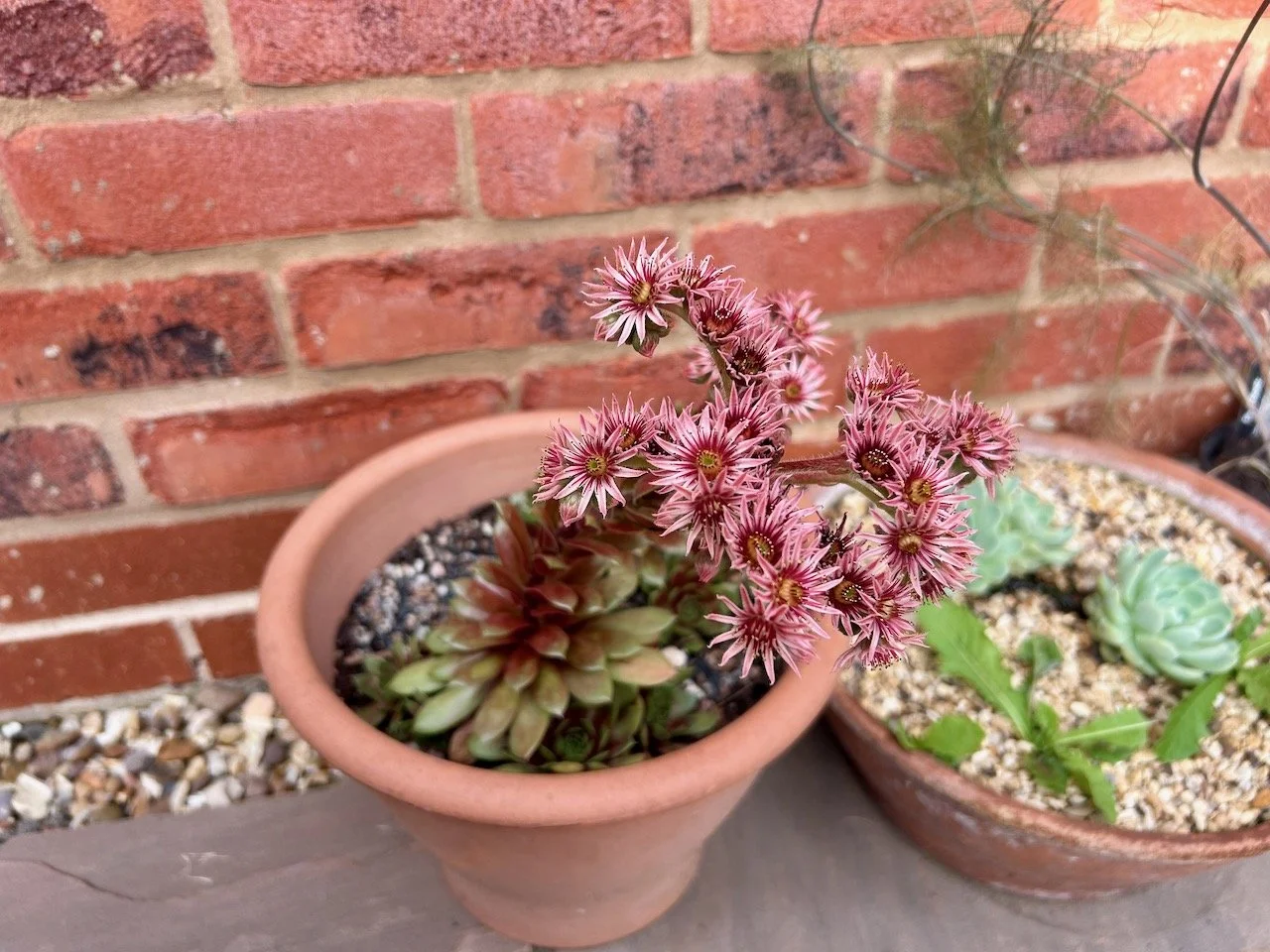 A stem of pink flowers rising from the succulent