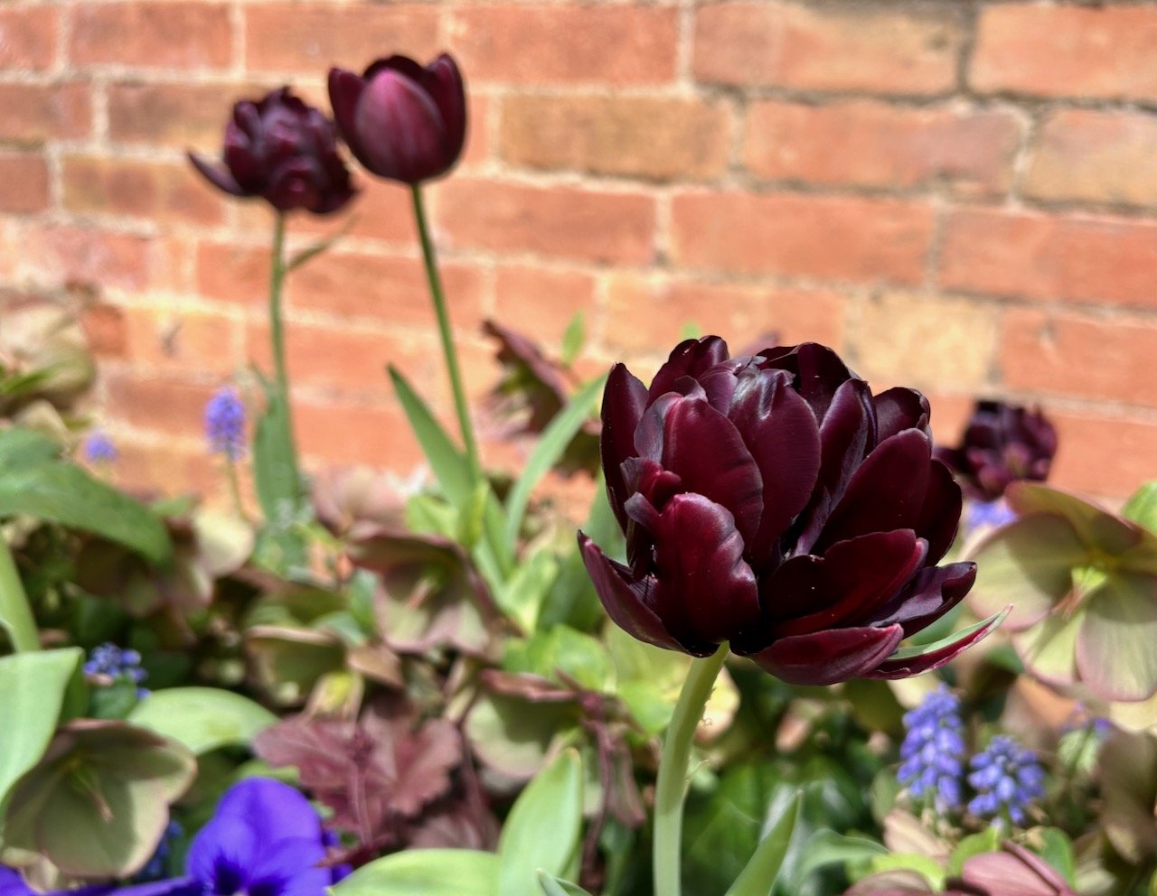 Dark 'black' double tulips