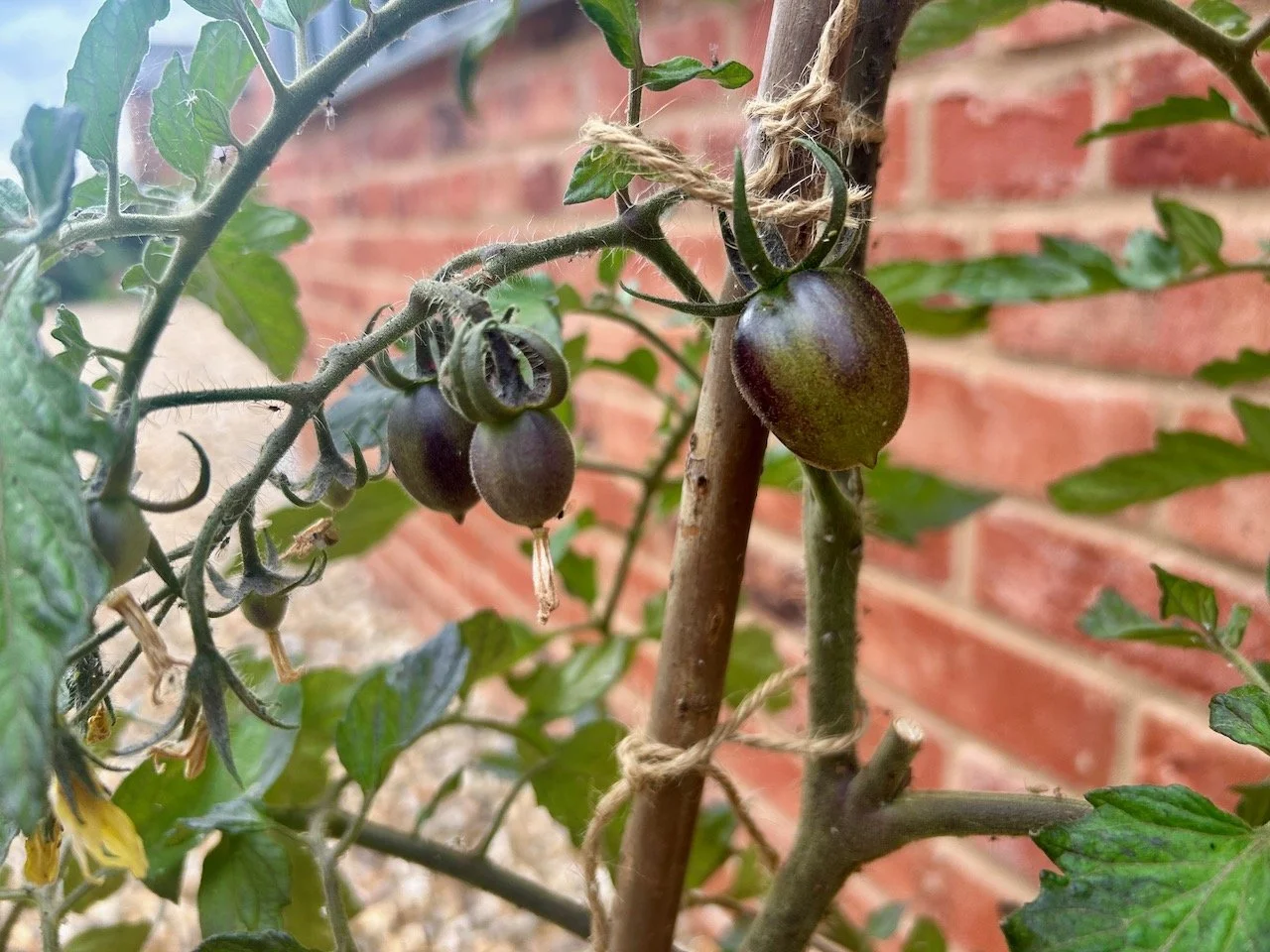 more black tomatoes - the first is almost cherry tomato sized now