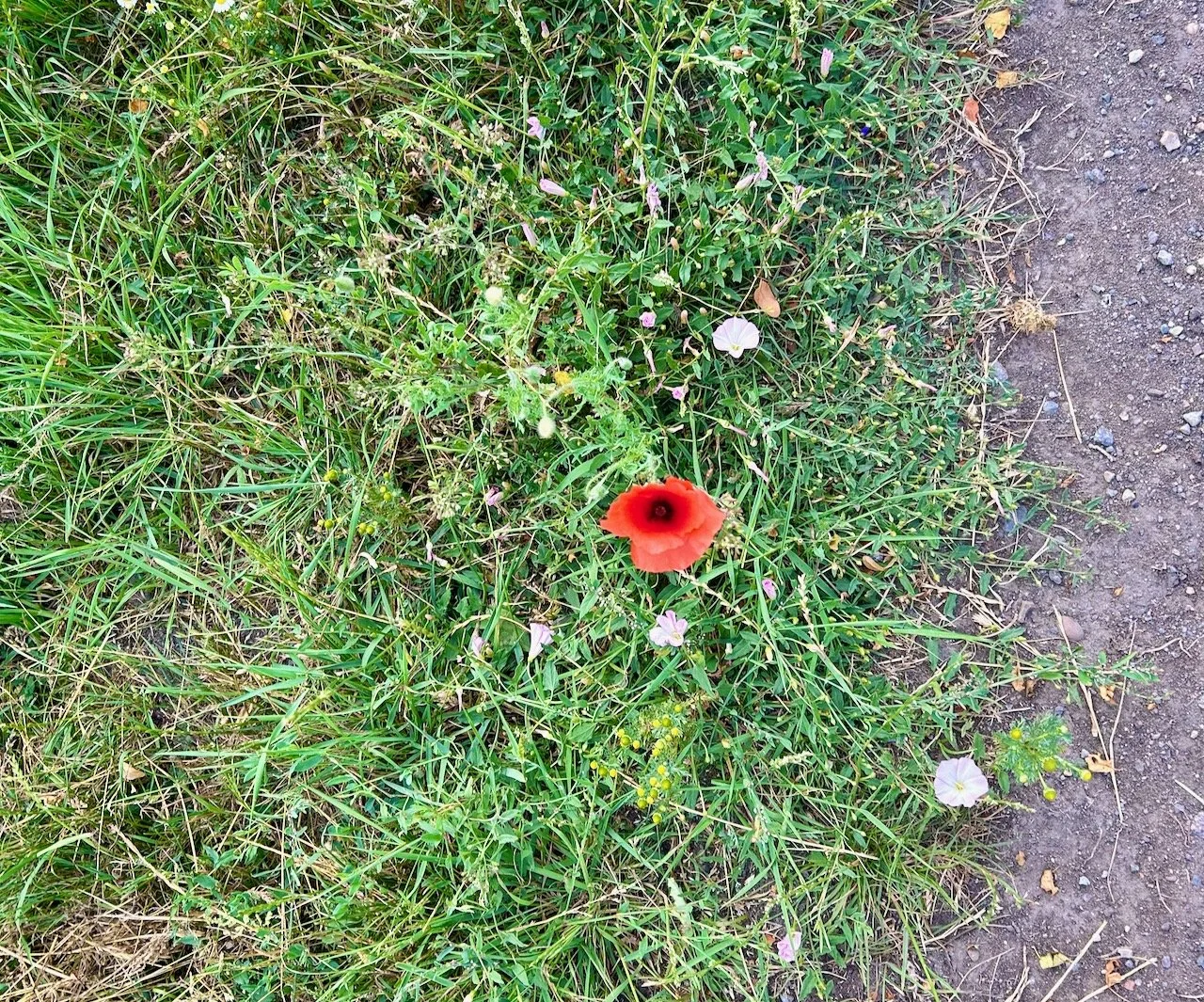 A RED POPPY GROWING IN THE VERGE